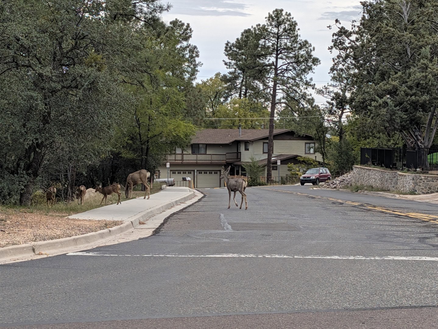 Small herd of mule deer crossing a quiet residential street under ponderosa pines in Prescott, Arizona