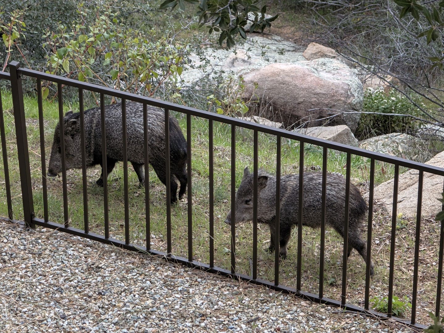 Two javelina foraging beside granite boulders on the other side of a backyard fence in Prescott, Arizona